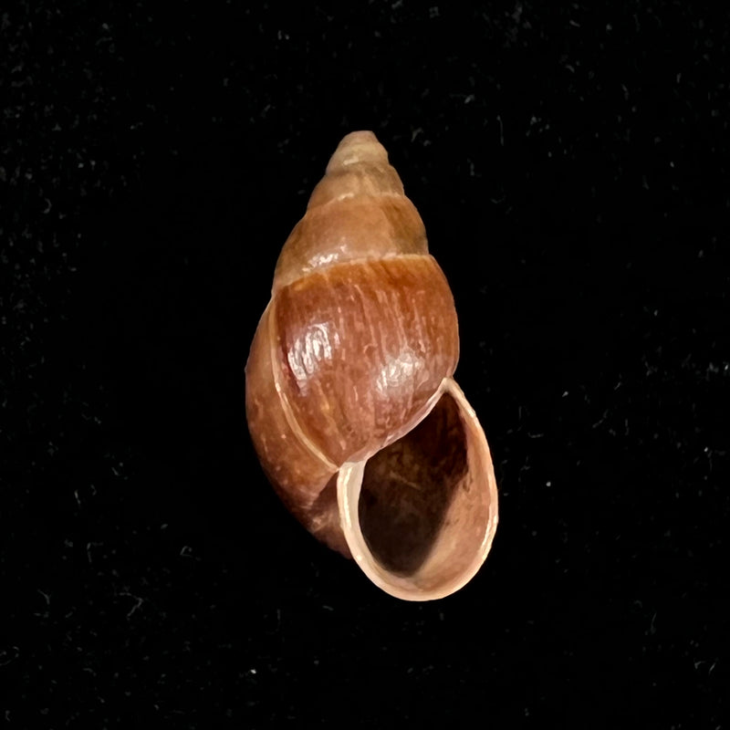 Scholvienia tarmensis (Philippi, 1867) - 23,4mm