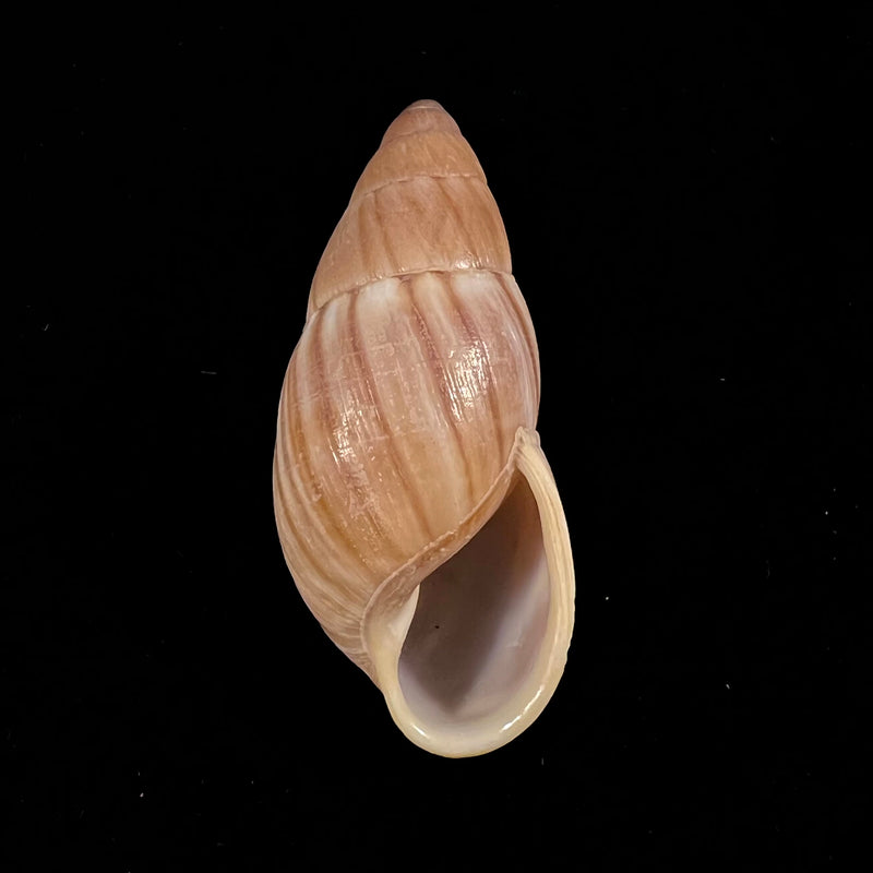Thaumastus achilles (Pfeiffer, 1852) - 58,1mm