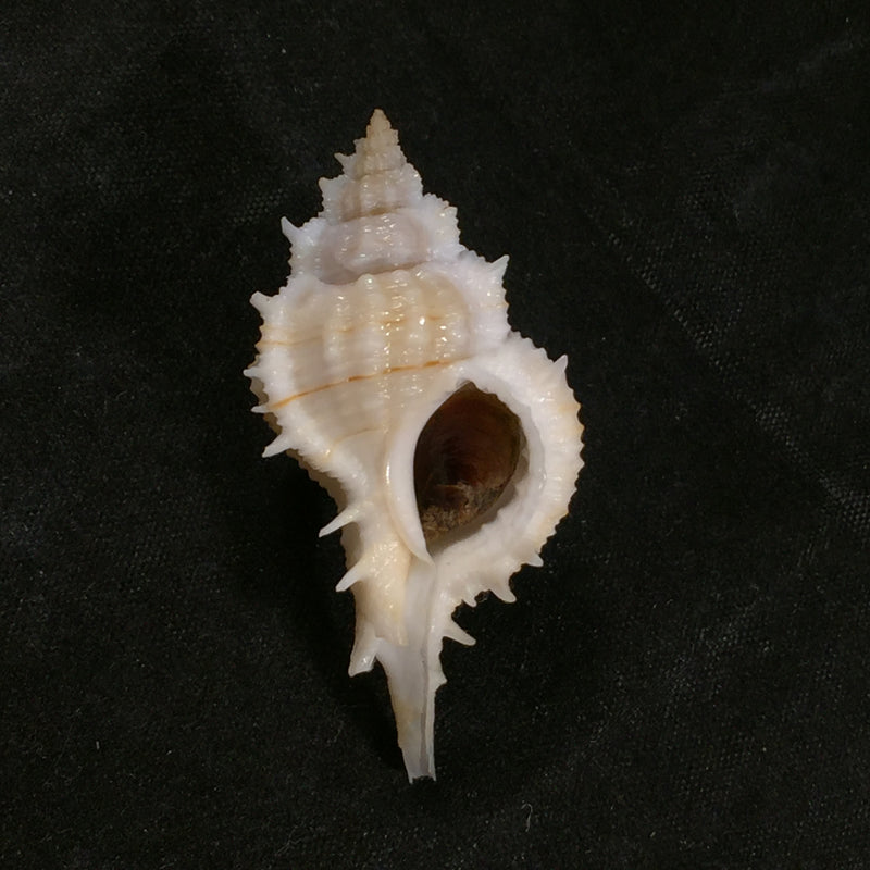 Siratus ciboney trilineatus Reeve, 1845 - 47,5mm