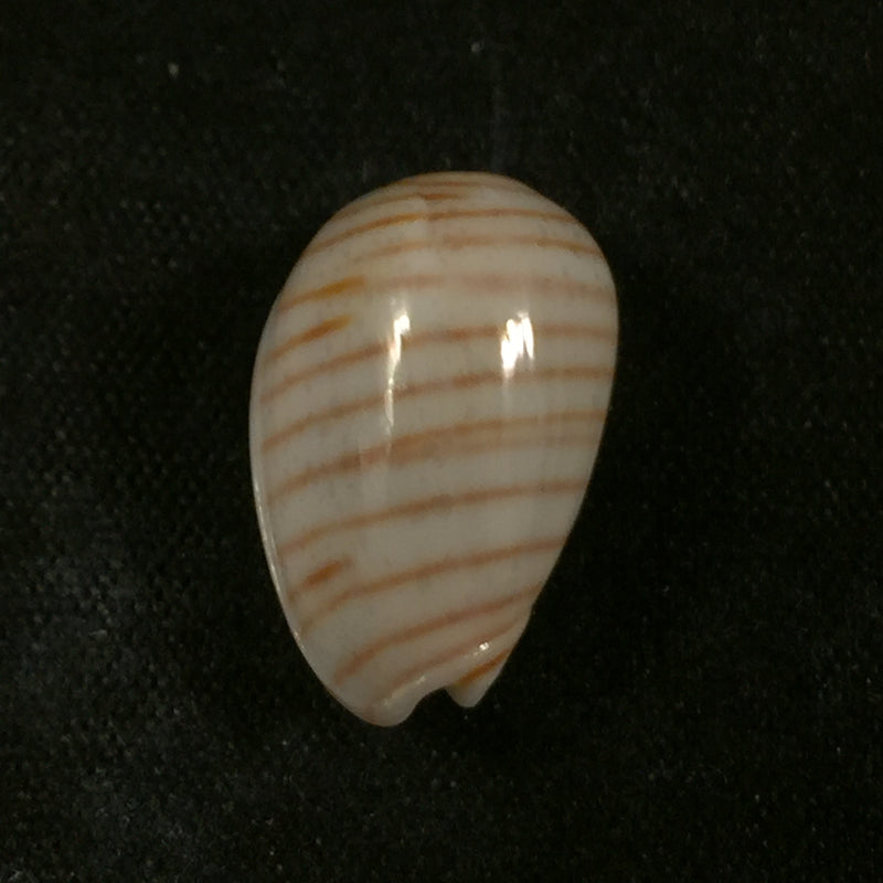 Persicula cingulata (Dillwyn, 1817) - 17,5mm