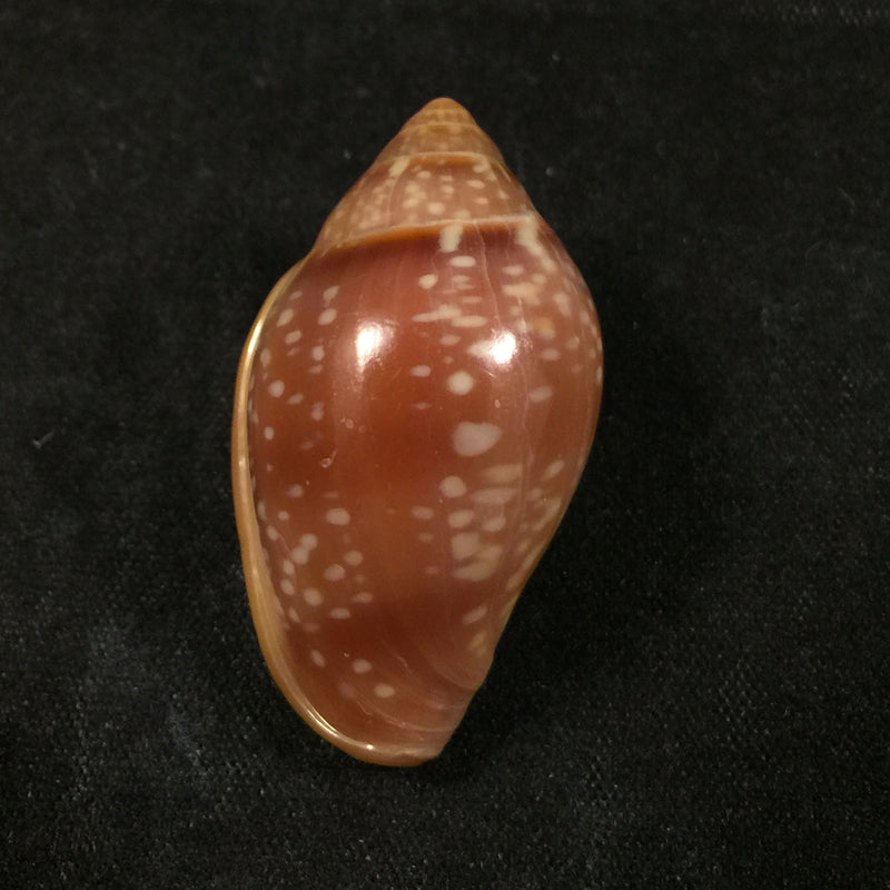 Marginella glabella (Linnaeus, 1758) - 34,1mm