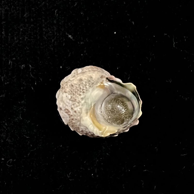 Lunella coronata (Gmelin,1791) - 17,5mm