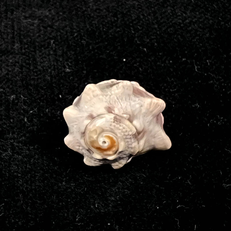 Lunella coronata (Gmelin,1791) - 19,2mm