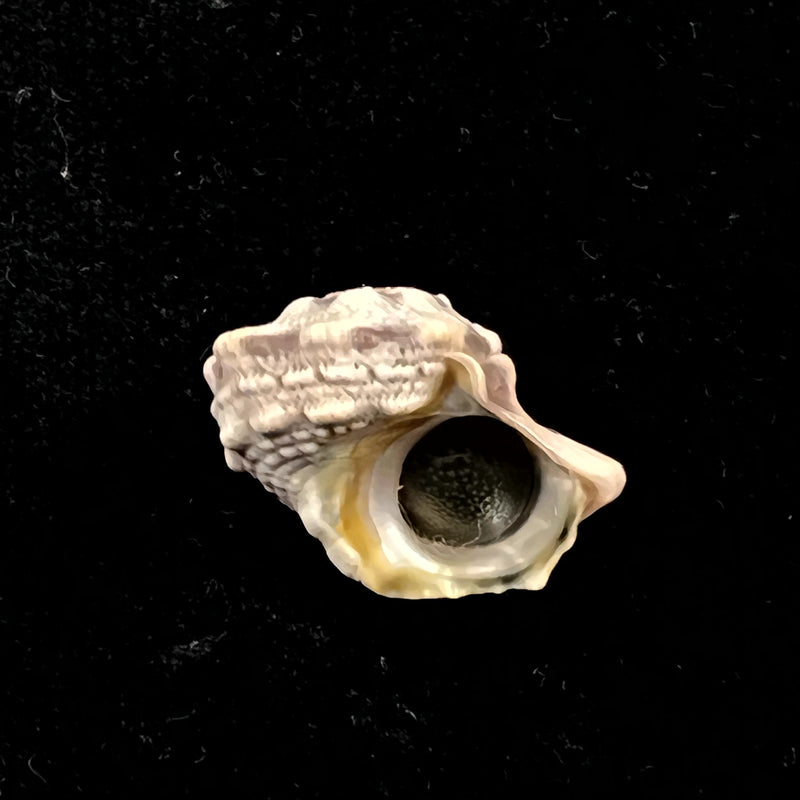 Lunella coronata (Gmelin,1791) - 19,2mm