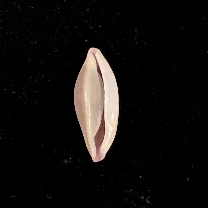 Naviculavolva massierorum (Fehse, 1999) - 14,1mm