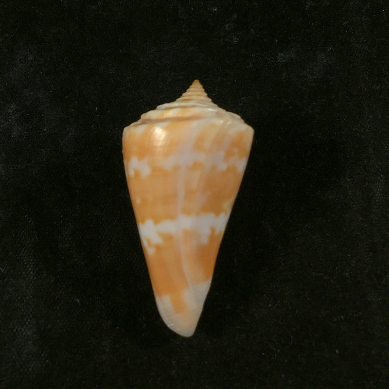 Conus carioca Petuch, 1986 - 36,1mm