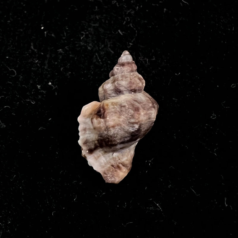 Ocenebra miscowichae (Pallary, 1920) -14,5mm