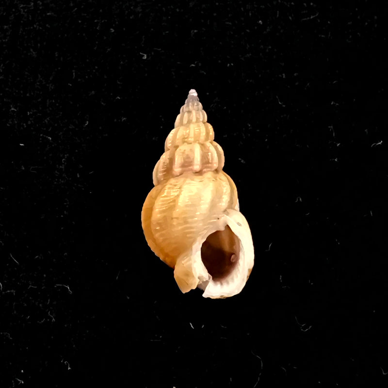 Tritia miga (Bruguière, 1789) - 19,1mm
