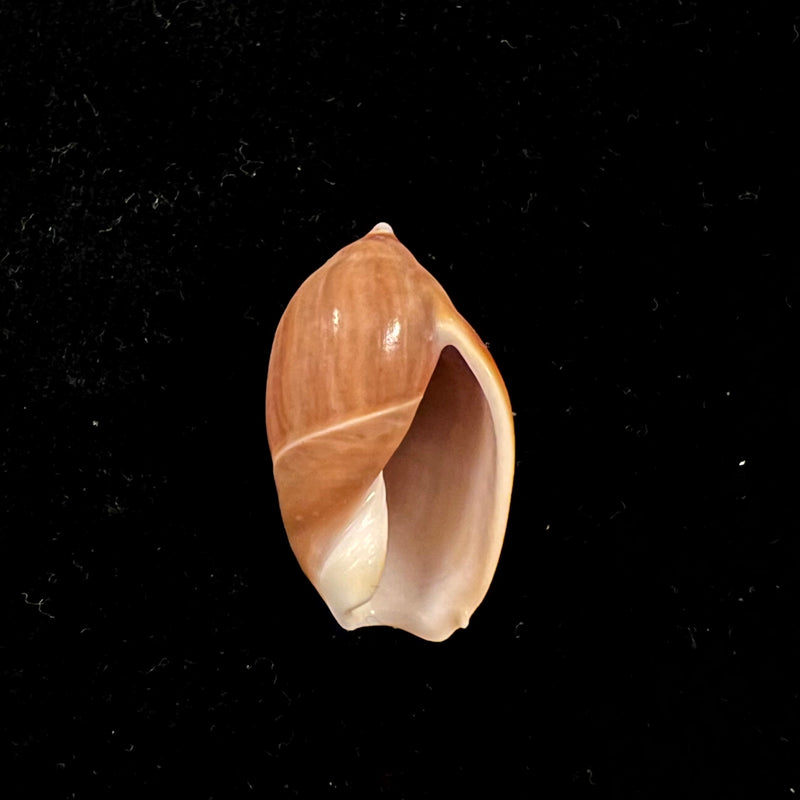 Ancilla castanea (G. B. Sowerby I, 1830) - 26,8mm