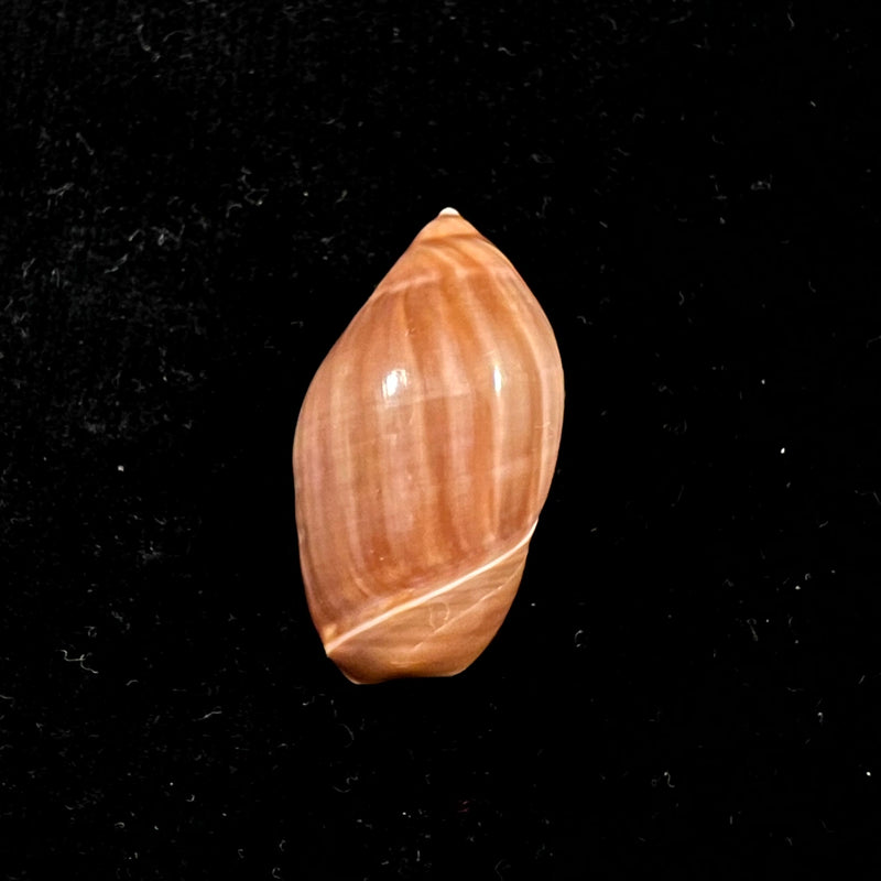 Ancilla castanea (G. B. Sowerby I, 1830) - 31,3mm
