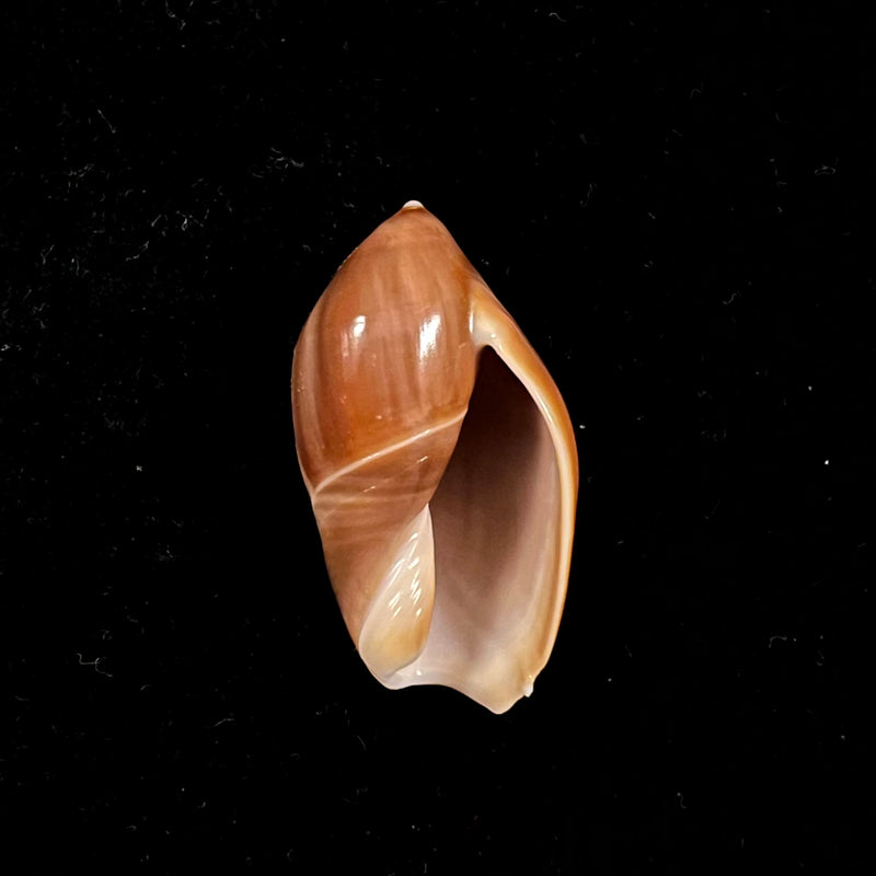 Ancilla castanea (G. B. Sowerby I, 1830) - 31,3mm