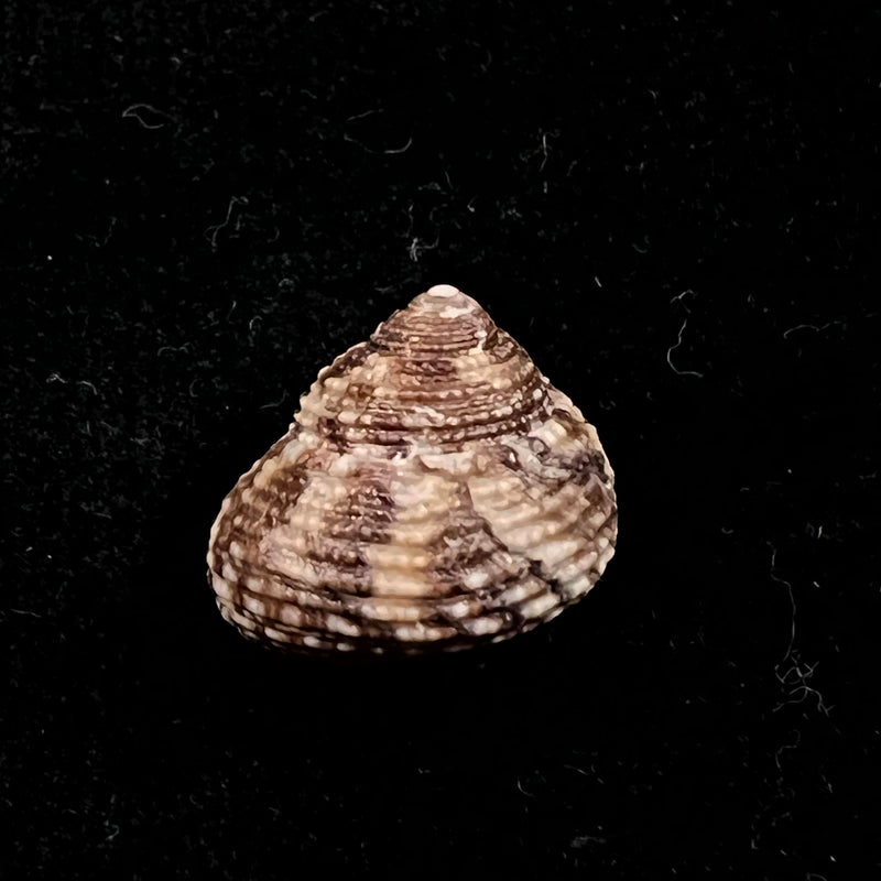 Clanculus granoliratus Monterosato, 1889 - 14,1mm