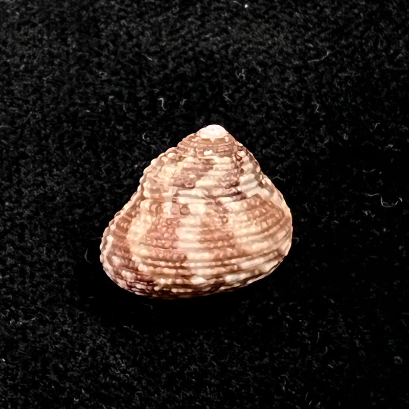 Clanculus granoliratus Monterosato, 1889 - 15,1mm
