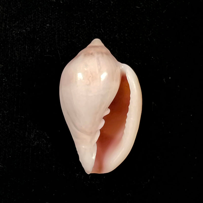Marginella glabella (Linnaeus, 1758) - 40,1mm