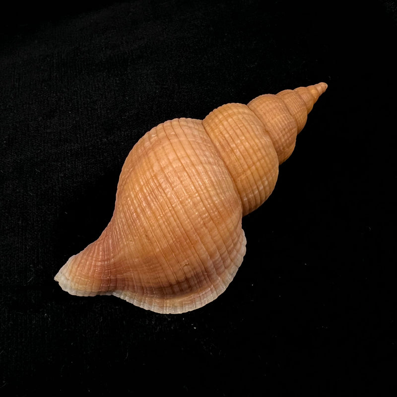 Neptunea contraria (Linnaeus, 1771) - 106,9mm