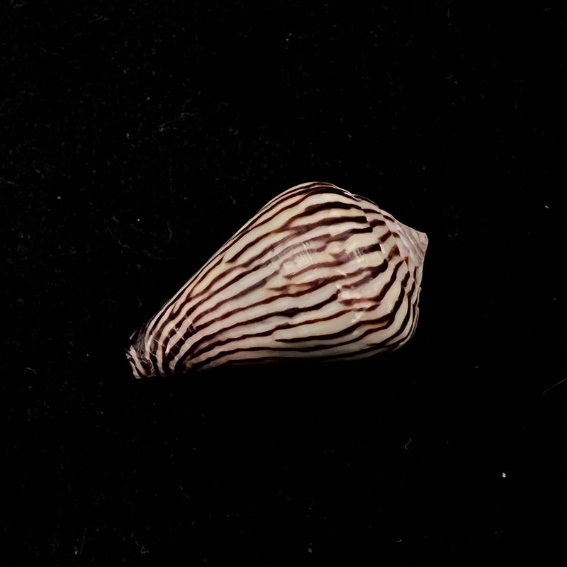 Conus zebroides Kiener, 1848 - 25,5mm