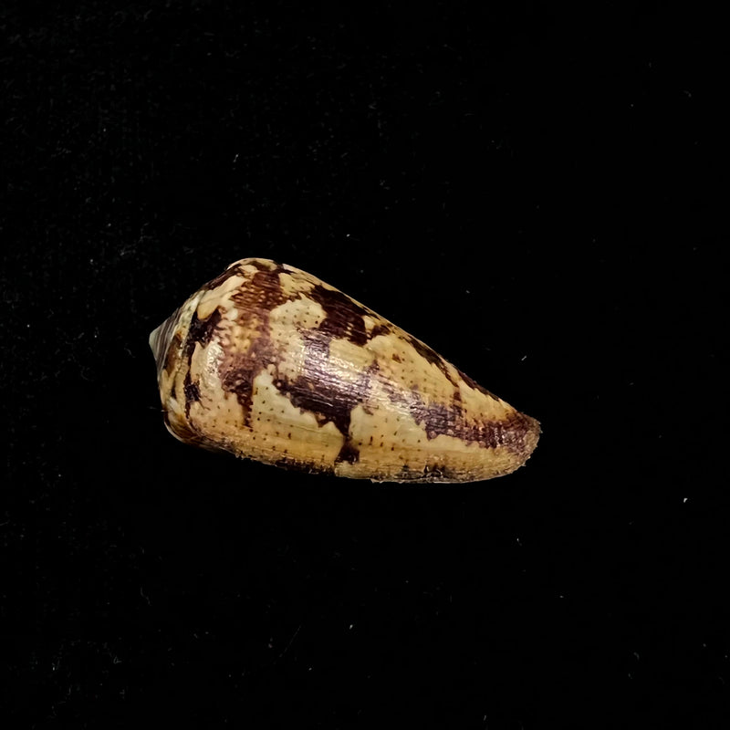 Conus saharicus (Petuch & Berschauer, 2016) - 32,7mm