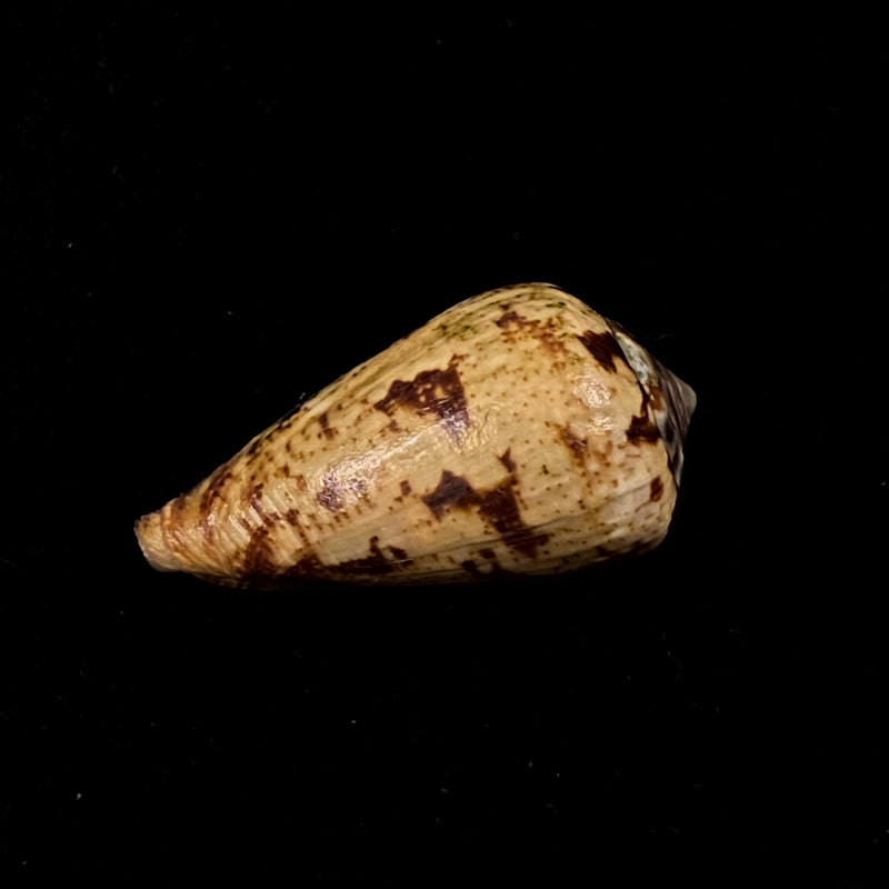 Conus saharicus (Petuch & Berschauer, 2016) - 32,7mm