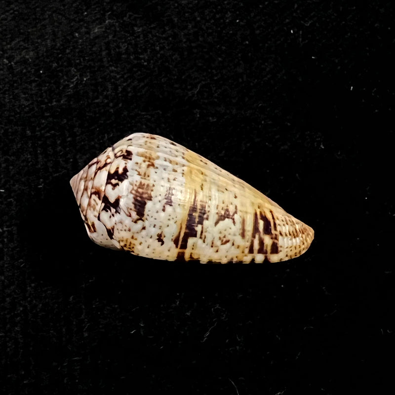 Conus saharicus (Petuch & Berschauer, 2016) - 32,2mm
