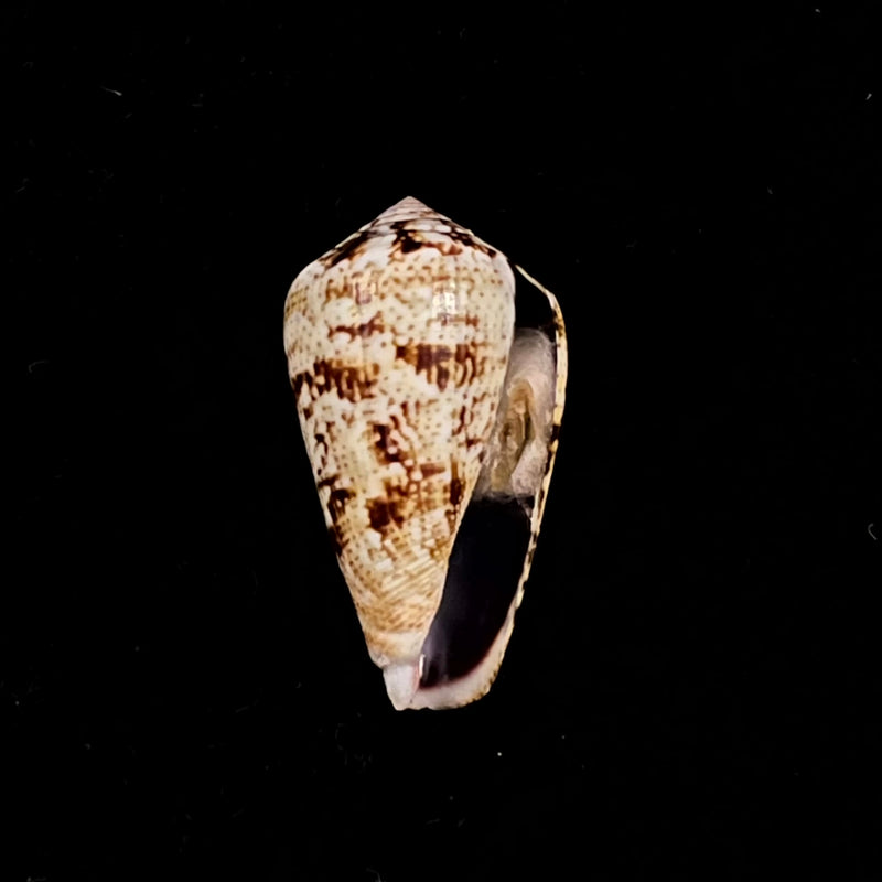 Conus saharicus (Petuch & Berschauer, 2016) - 32,2mm