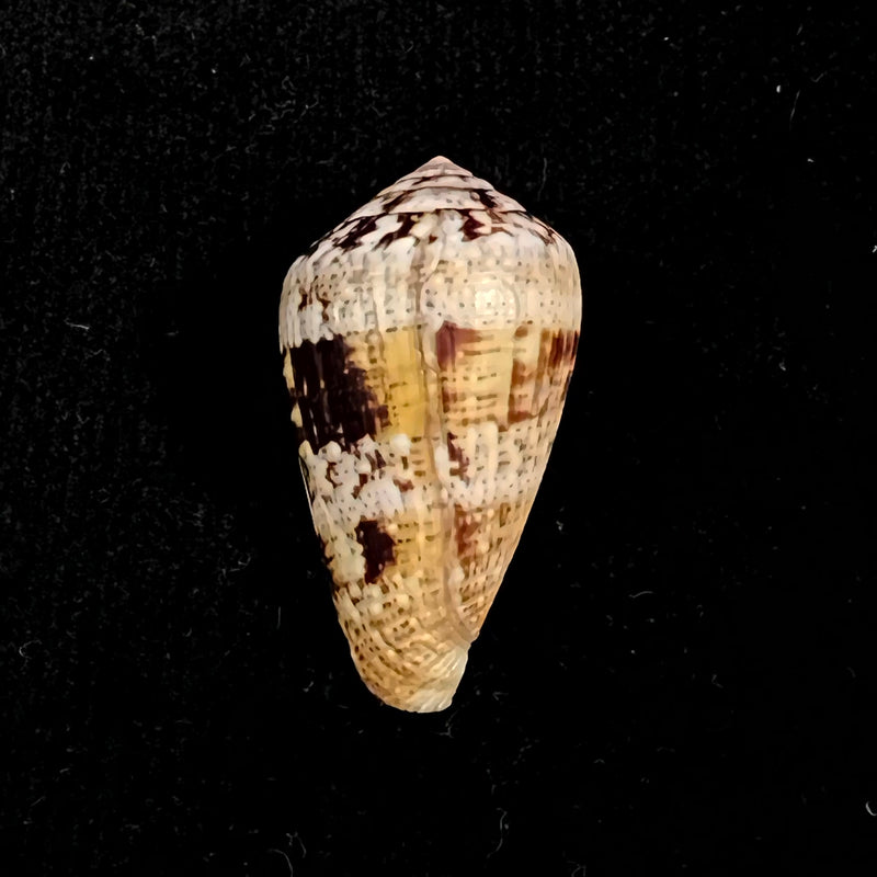 Conus saharicus (Petuch & Berschauer, 2016) - 34,3mm