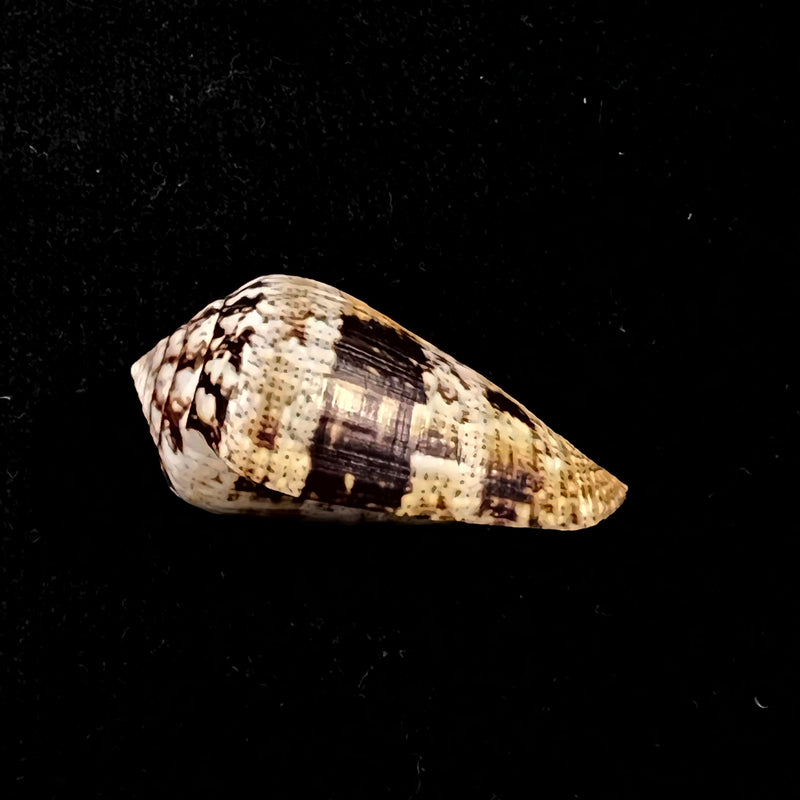 Conus saharicus (Petuch & Berschauer, 2016) - 34,3mm