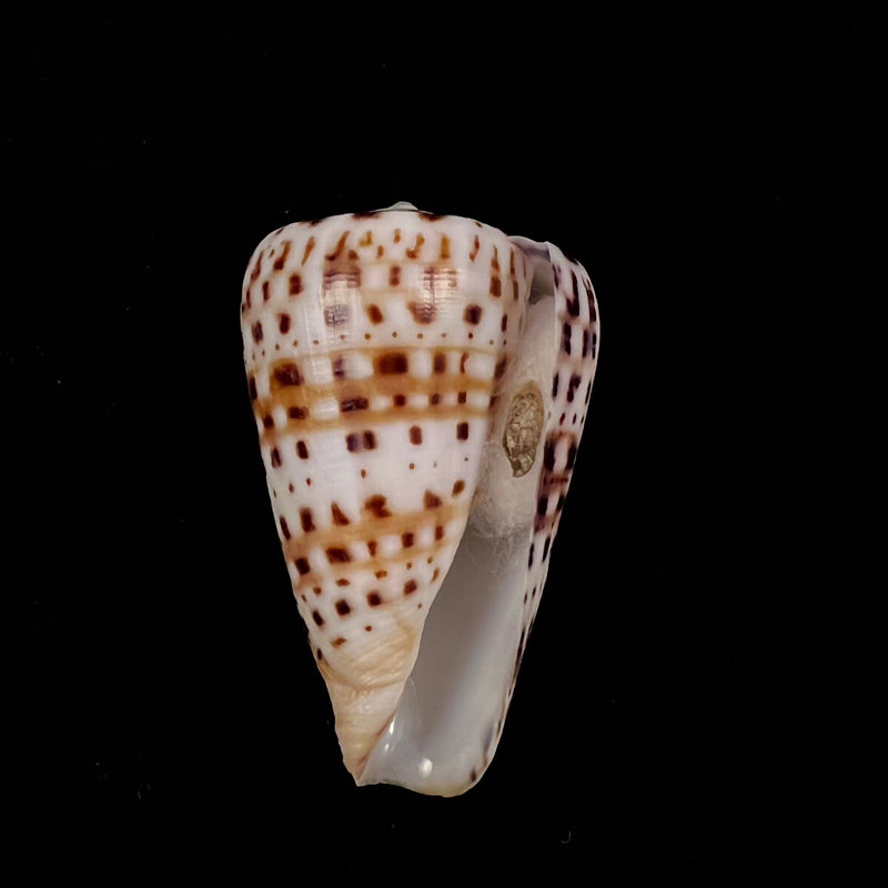 Conus byssinus (Röding, 1798) - 48,2mm