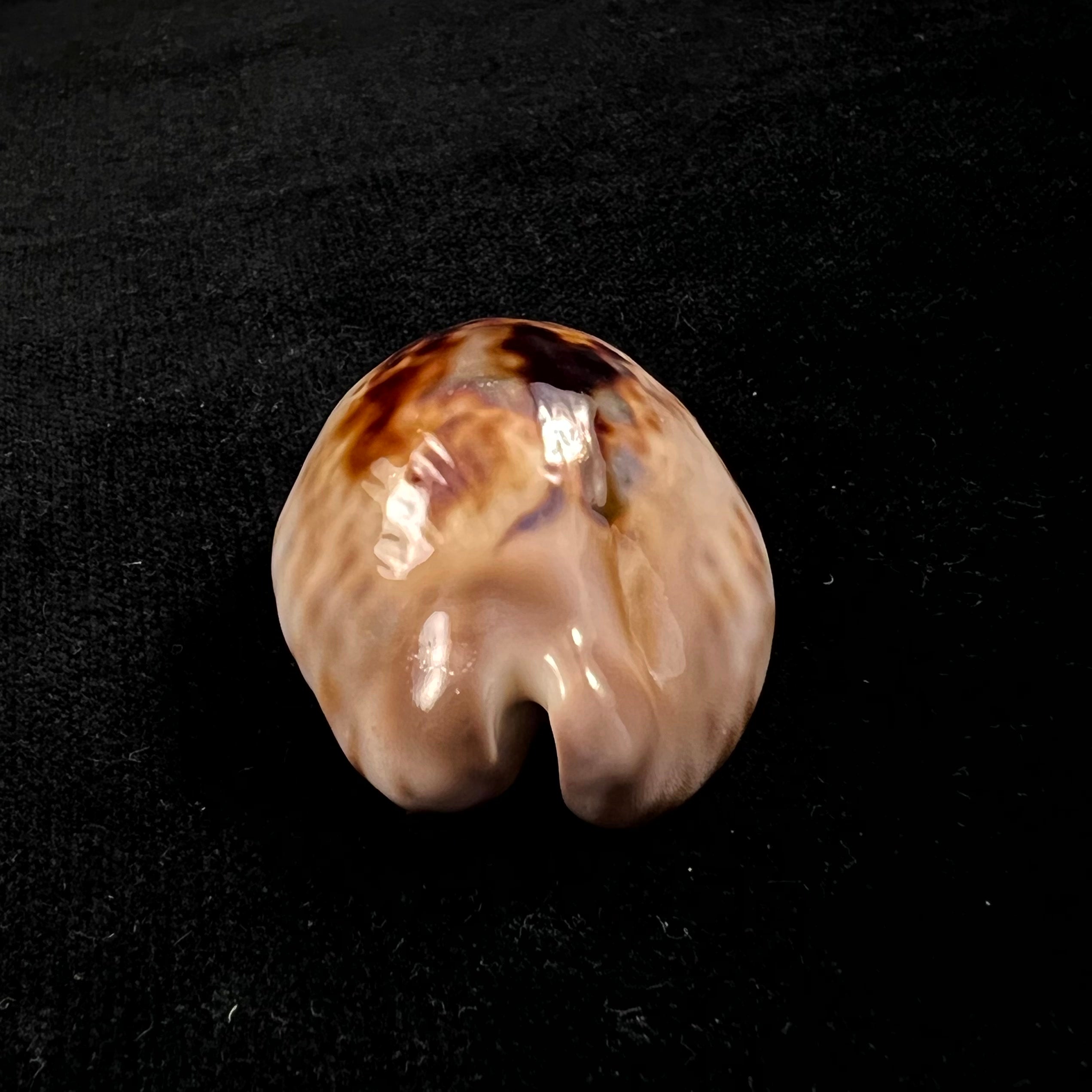 Barycypraea teulerei (Cazenavette, 1846) - 49,6毫米