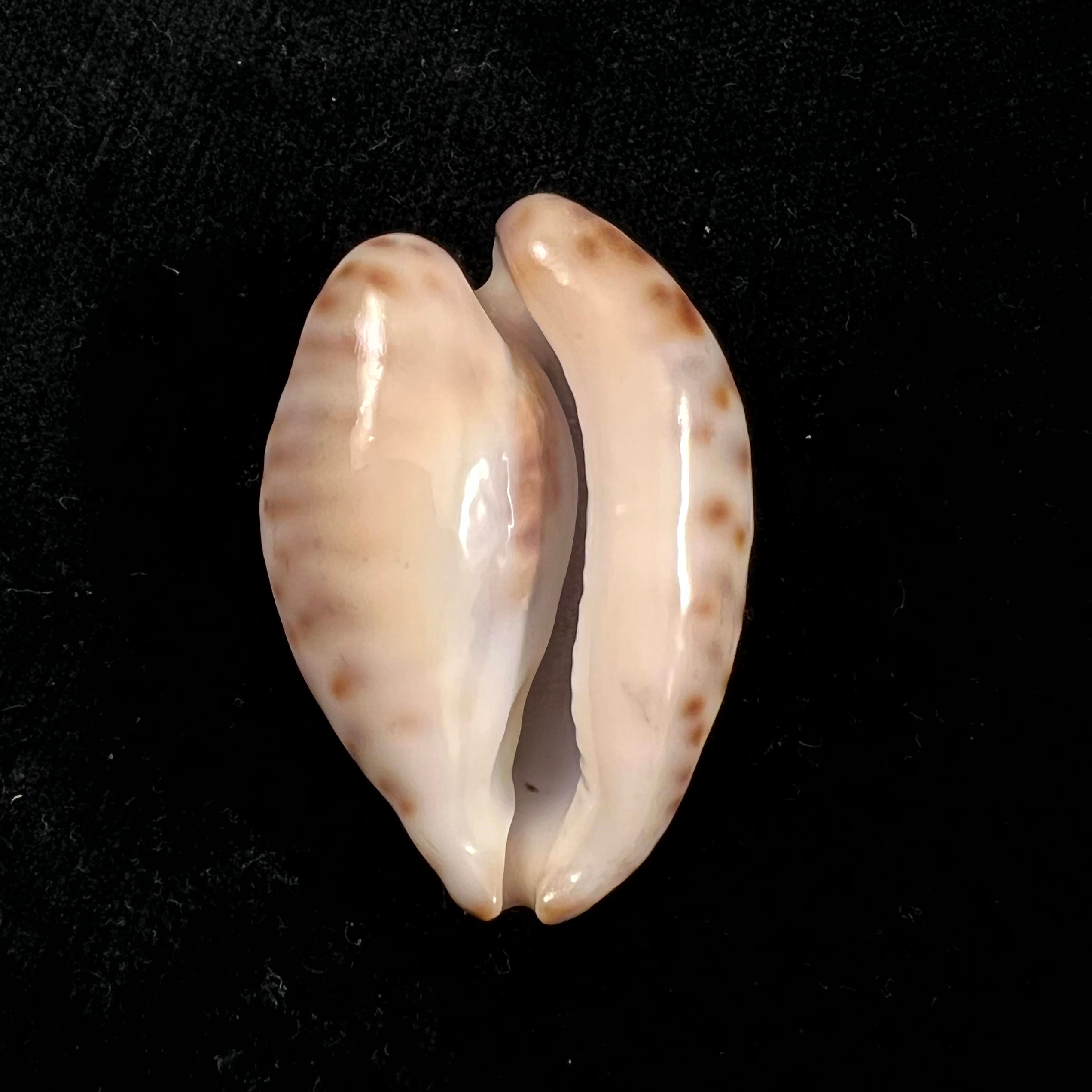 Barycypraea teulerei (Cazenavette, 1846) - 49,6毫米