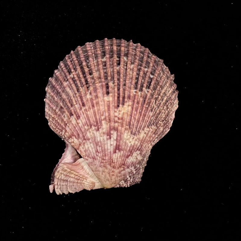 Mimachlamys varia (Linnaeus, 1758) - 53,2mm