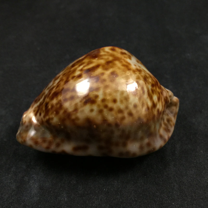 Trona stercoraria stercoraria Linnaeus, 1758 - 65,4mm