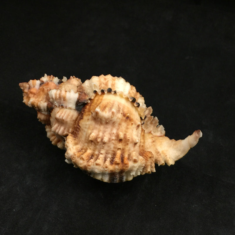 Phyllonotus oculatus (Reeve, 1845) - 95,5mm