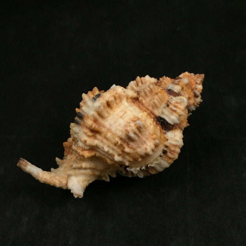 Phyllonotus oculatus (Reeve, 1845) - 95,5mm