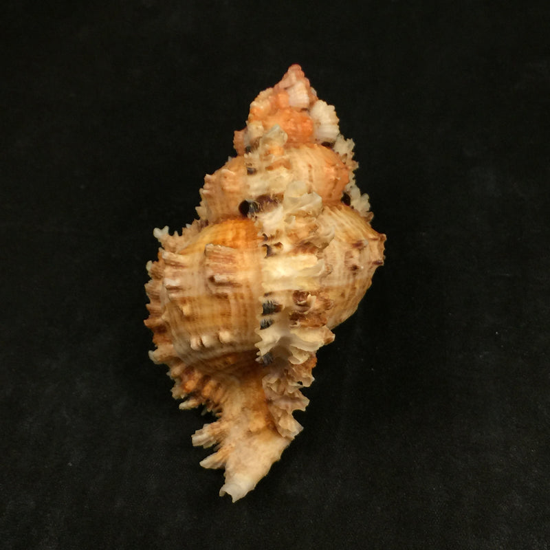 Phyllonotus oculatus (Reeve, 1845) - 87,7mm