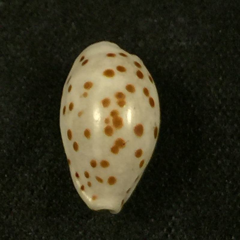 Ransoniella punctata (Linnaeus, 1758) - 12,4mm