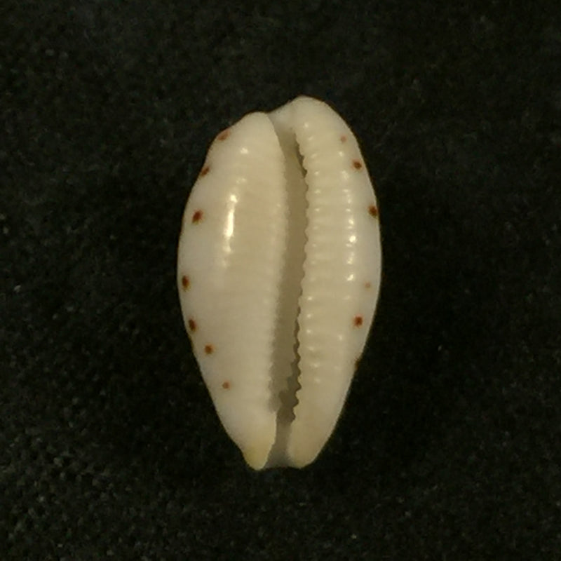 Ransoniella punctata (Linnaeus, 1758) - 12,4mm