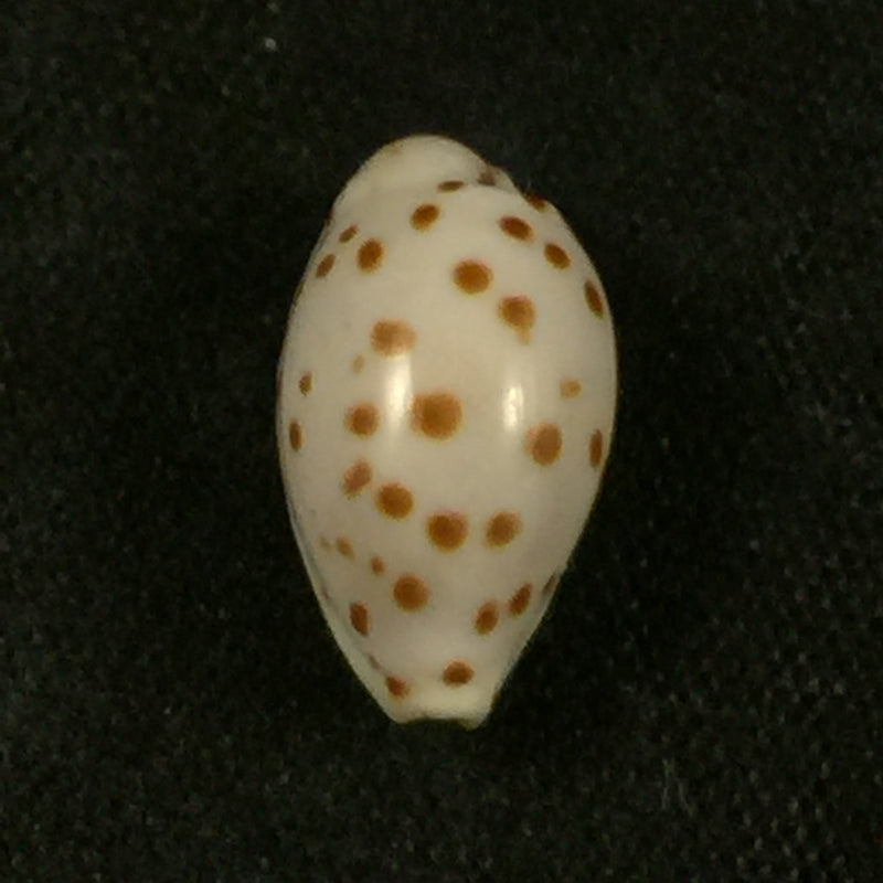 Ransoniella punctata (Linnaeus, 1758) - 12,5mm