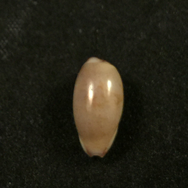 Purpuradusta fimbriada (Gmelin, 1791) - 12,9mm