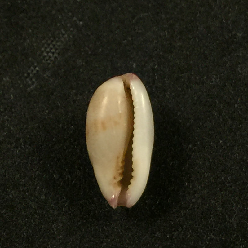 Purpuradusta fimbriada (Gmelin, 1791) - 12,9mm