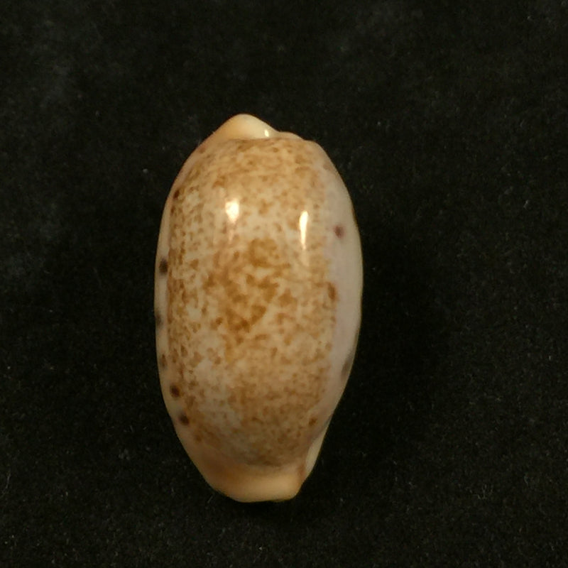 Erronea caurica (Linnaeus, 1758) - 26,7mm