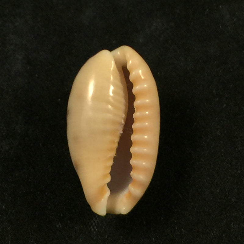 Erronea caurica (Linnaeus, 1758) - 26,7mm