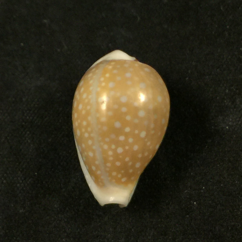 Naria miliaris (Gmelin, 1791) - 20mm