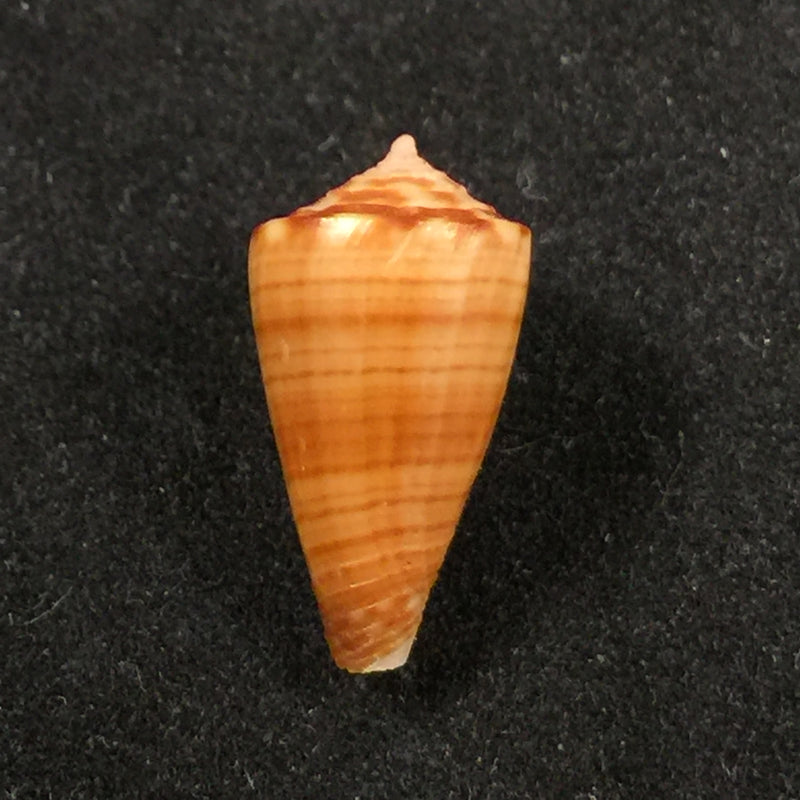 Conus cargilei (Coltro, 2004) - 15,5mm
