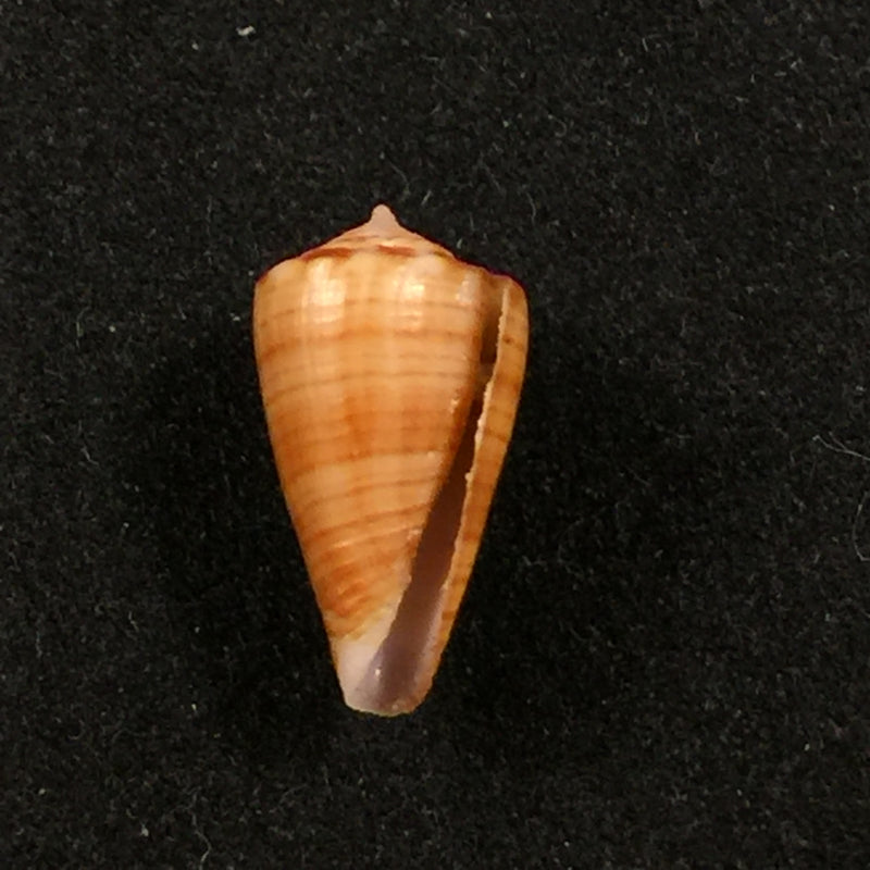 Conus cargilei (Coltro, 2004) - 15,5mm