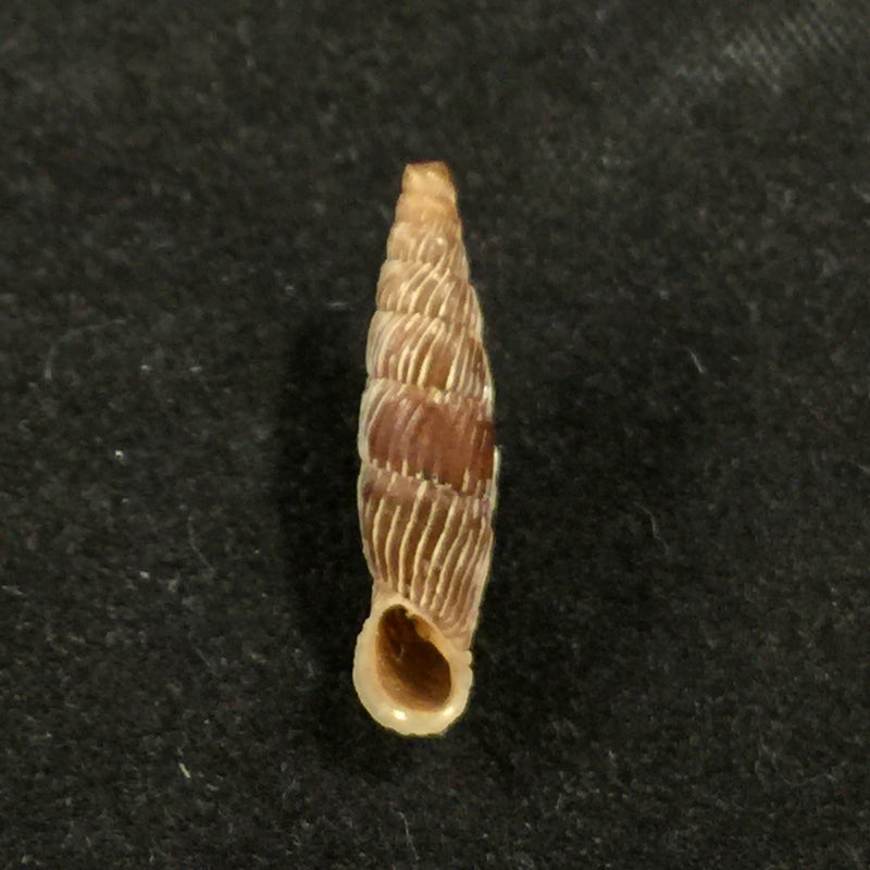 Carinigera albicostata (O. Boettger, 1877) - 18,3mm