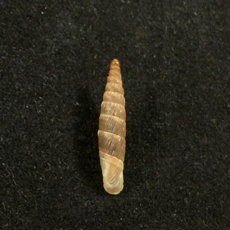 Carinigera hiltrudae H. Nordsieck, 1974 - 15,2mm
