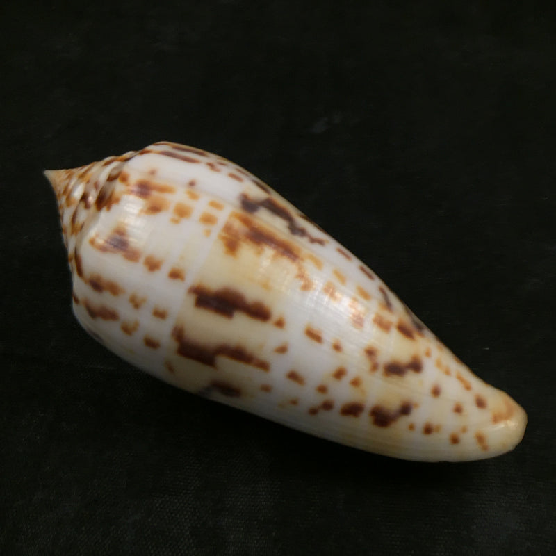 Conus phuketensis daMota, 1978 - 73,1mm