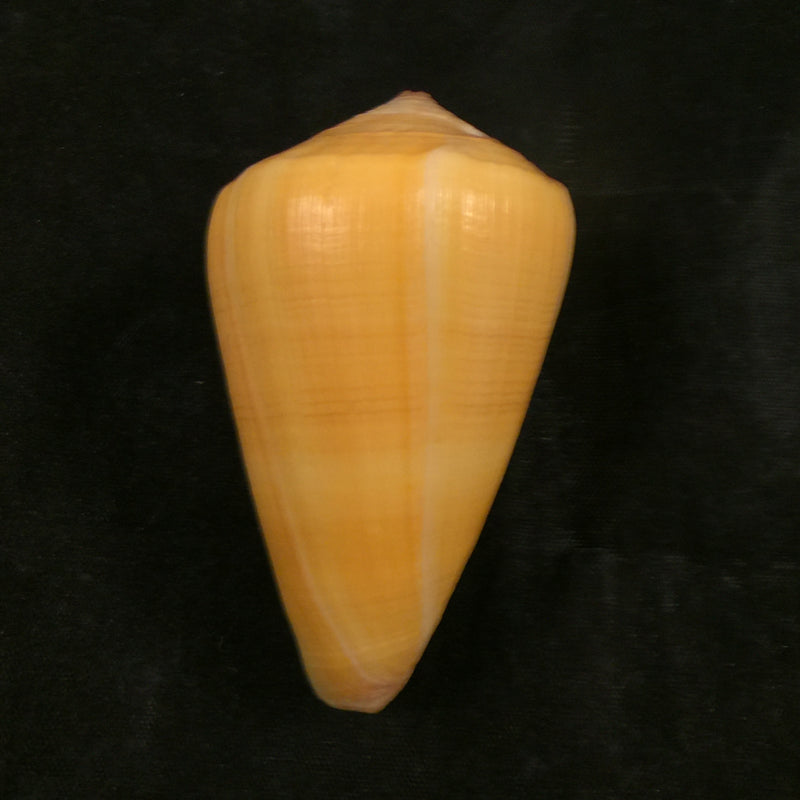 Conus quercinus (Lightfoot, 1786) - 57,8mm