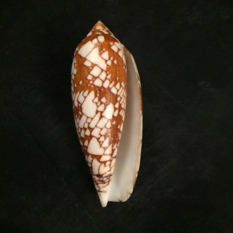 Conus aulicus Linnaeus, 1758 - 93,2mm
