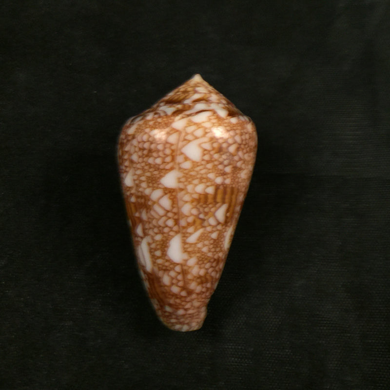 Conus dalli Stearns, 1873 - 43,1mm